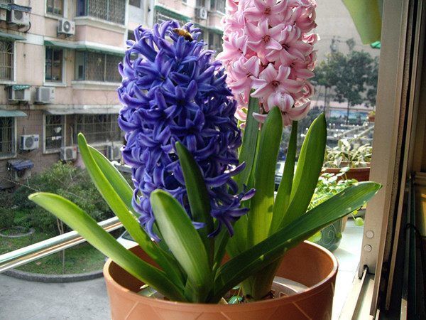 懒人养花养不活,不妨试试这些花朵,好养易爆盆,养在阳台成花海