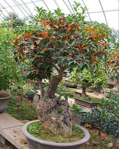 档次|立秋后,这2种档次花,摆在家里观赏性强,一直开花到初冬