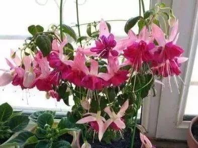 奇特|1种花,花型奇特,花期长,枝条插土10天能生根,比绿萝漂亮100倍