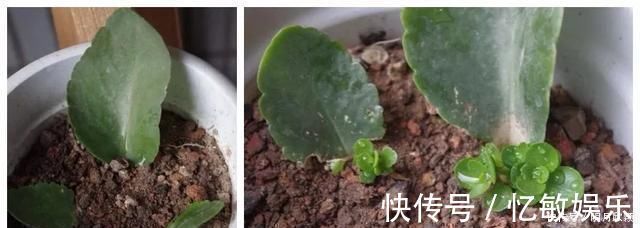 枝条|养花爱好者看过来这15种花现在“扦插”,生根快,一个周就长芽