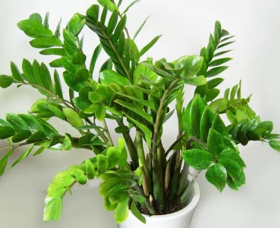 养花试试这几款,叶镶嵌金边花和小绣球一样美