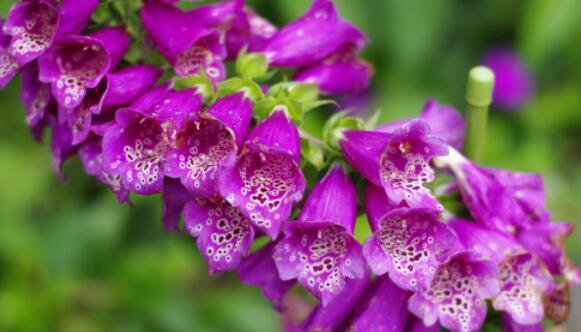 花瓣|9月3日-9月19日，庭院选这几款花，花朵大花期长，花开美艳绝伦