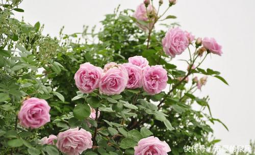 值得|6种漂亮花,花期长好养护,花朵大颜值高,值得拥有!