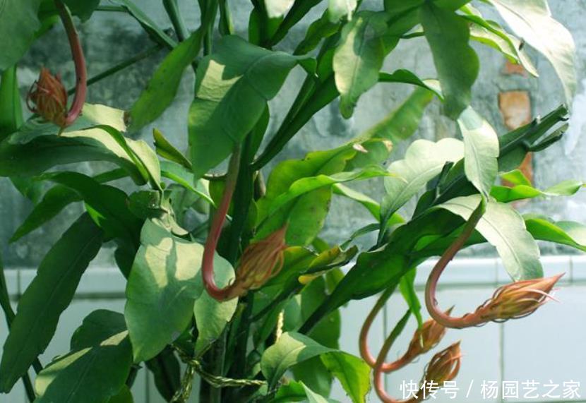 新叶|昙花一直不开花?冬季做好“1多1少”,春季新叶多,夏季开不停