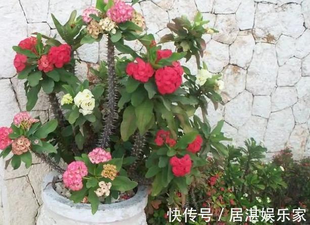 腐叶土|养花缺不了营养土不想要花钱买,就添加上它们,比买的还好