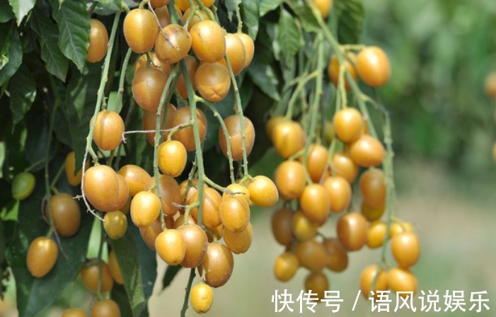 大家伙|晚上当零食吃几颗，一个月下来，消炎杀菌，止咳化痰，冬天不咳嗽