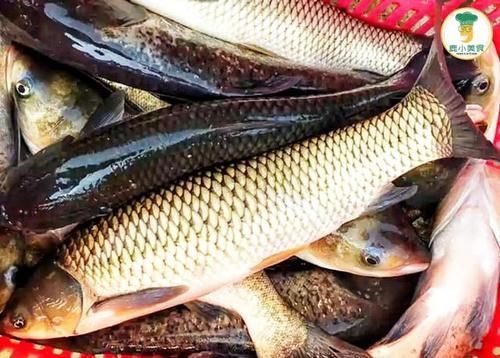 冬季天冷,多让家人吃“5种鱼”,肉嫩肥厚还营养,现在吃正当时