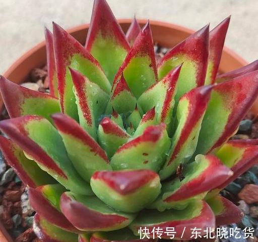 养殖|多肉植物什么环境适合养,什么人适合养,来看看您属于那一类