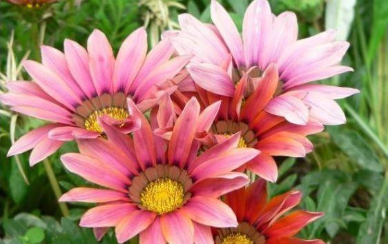 漂亮|4种花养家里，随便养都能活，漂亮迷人，花开多又香
