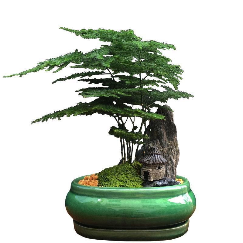  文竹不能这样养，不然很容易出现黄叶情况