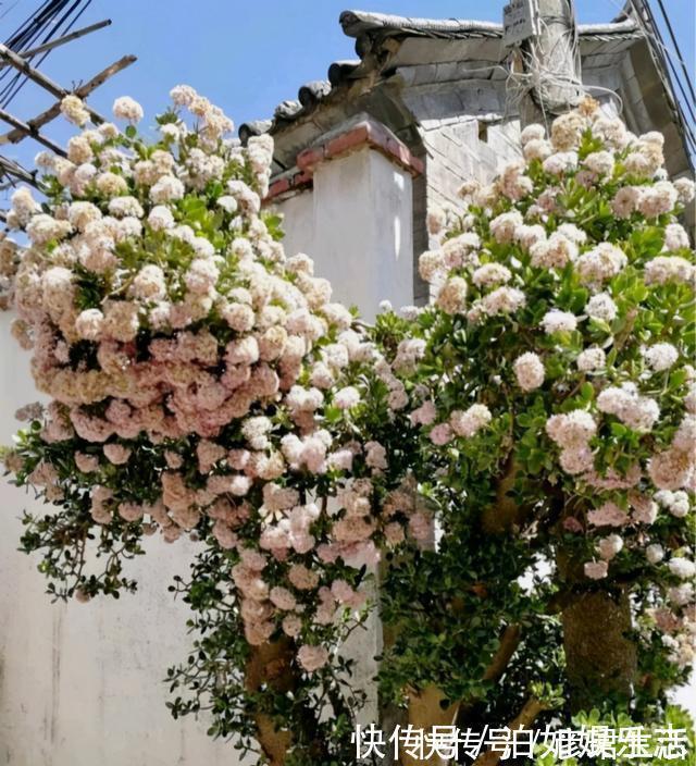 雍容华贵|这些植物“老寿星”，个个能活100岁，泼辣无比，比人还长寿