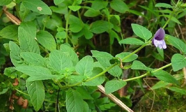 这路边野草“毛麝香”,若你家路旁有,别轻易除掉