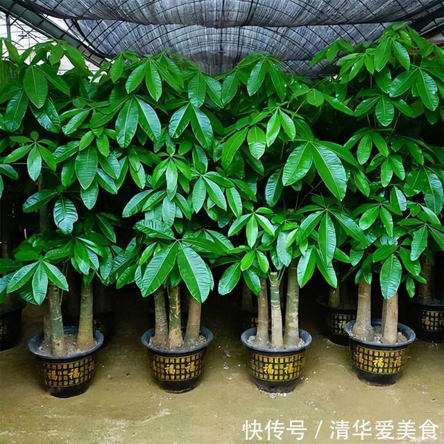 室内想养“大盆镇宅花”,建议从这10种里面选,听名字就很霸气