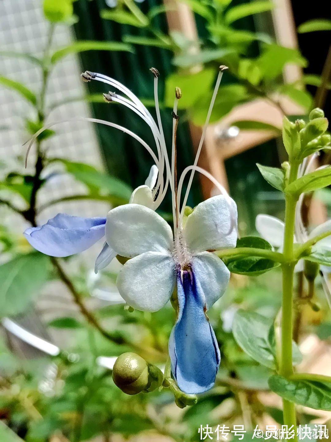 蓝蝴蝶|5种花真稀罕,叶子越晒越红彤彤,一盆能开20朵!