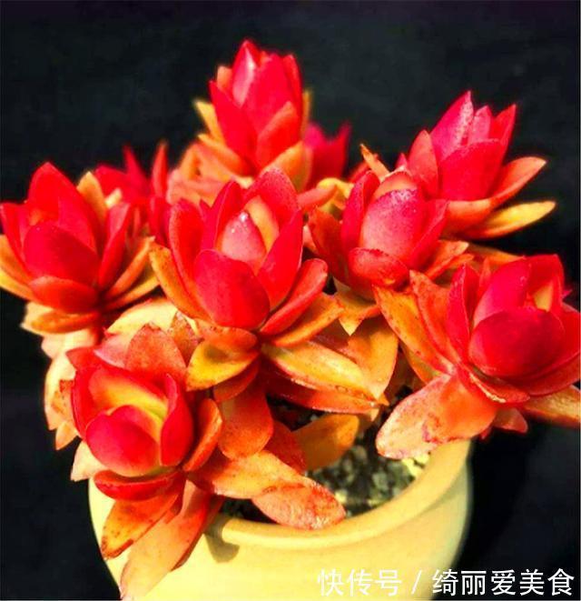 喜欢多肉就选这1款，火红喜庆颜值高，只要4招，养成垂吊悬崖桩