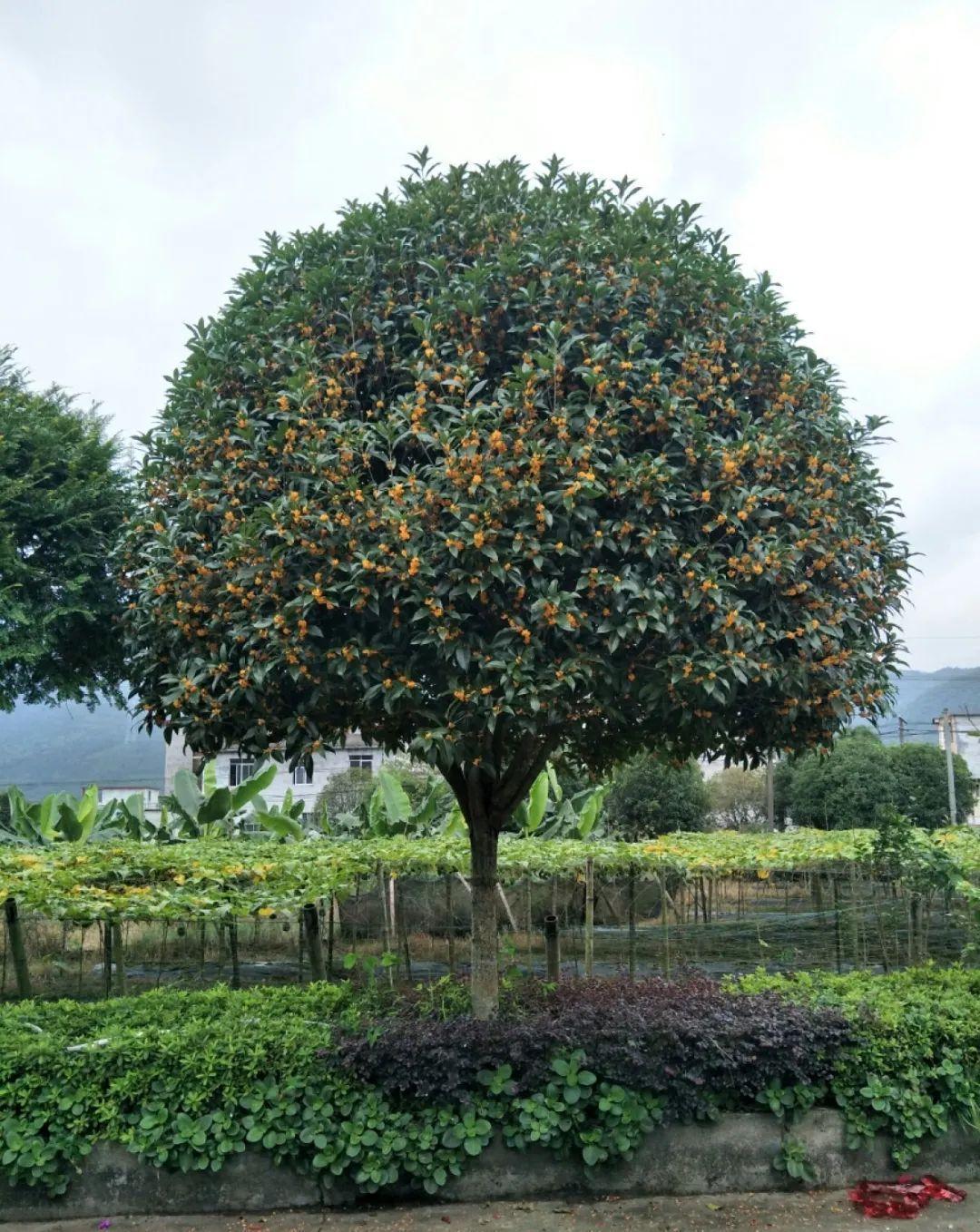 5种花不敢买，秋天死太快，养不活惹一肚子气