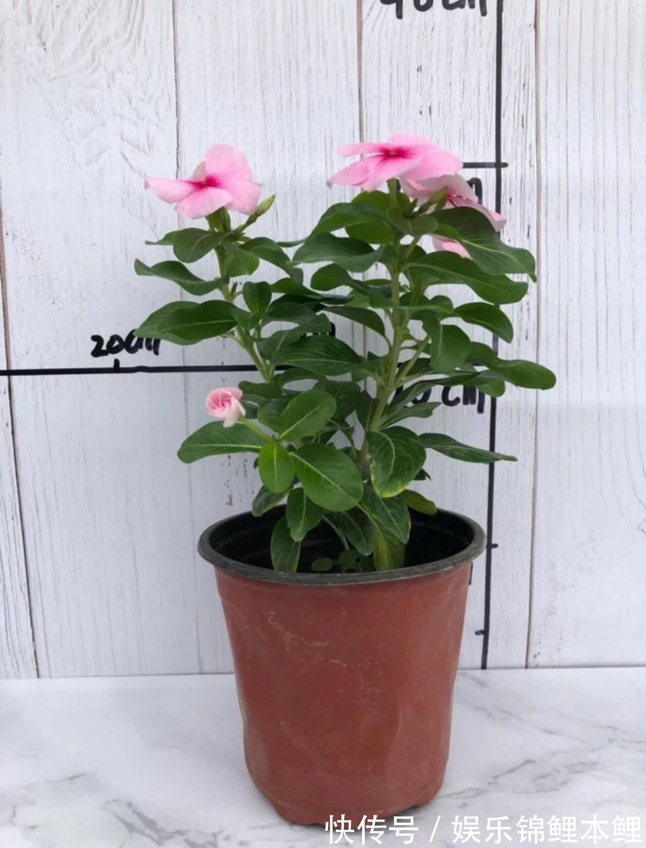 技巧|新人挑盆栽没经验，难免会入坑，趁早学会这6个技巧不踩雷