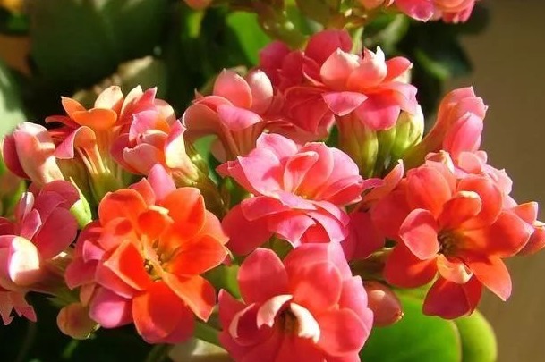 细数花期超长的六种花卉,养护好就比“往年”开花多得多,美醉了