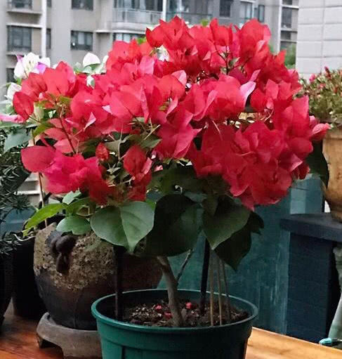 夏天养花选这款,越晒开花越美,整个夏天花开不断,开爆满盆!