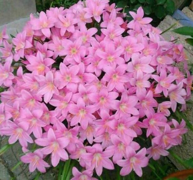 这几款小花,便宜又好养,花开香飘溢满屋,阳台变温馨花园