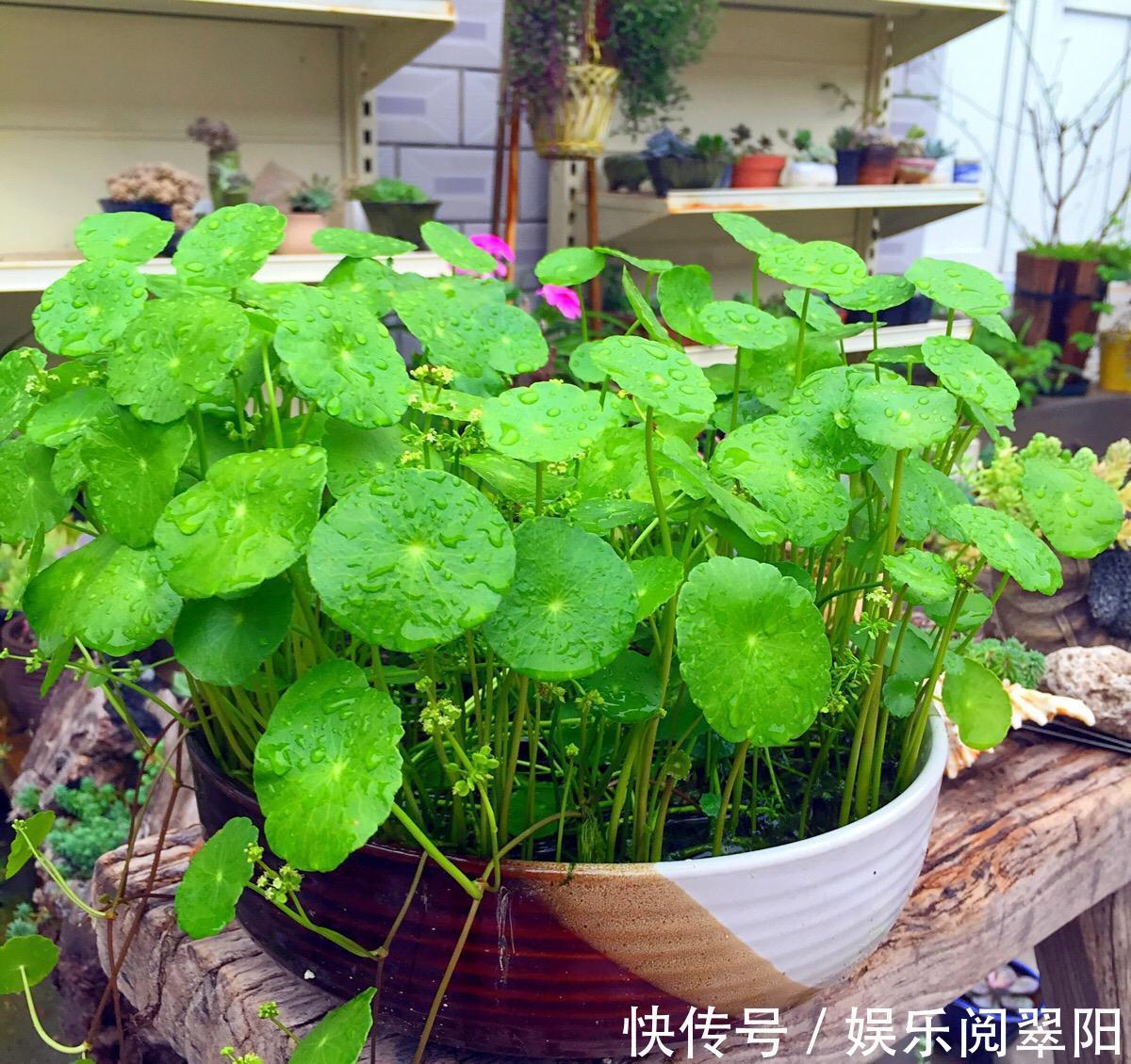 富贵菊|花朵硕大开花美,好养又漂亮,满屋飘香,花开清新淡雅,一养就上瘾
