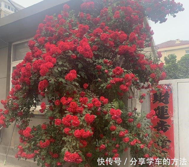 大哥图省钱,给蔷薇浇“金汁”,如今长到2层楼高,花开上万朵!