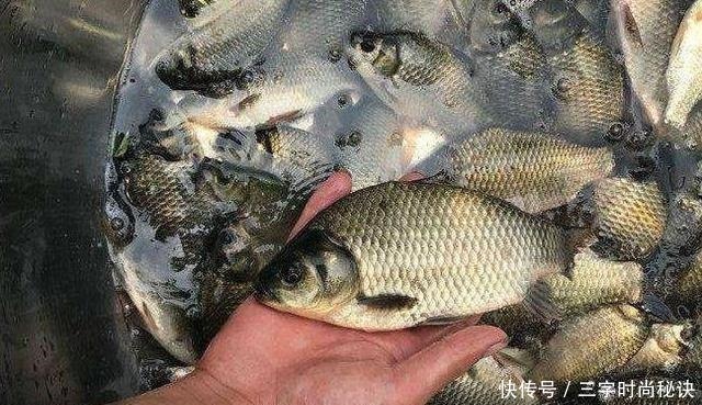 教你用羊油做饵料,一看就会!初春钓鱼时用上,鲫鱼都抢着来咬钩