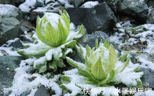 天山雪莲|此花是世上最冷漠的花，有着雪一样洁白的外表，被誉为寂寞之花