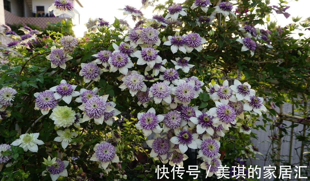 花朵|你的阳台还缺花吗？养棵“新幻紫”吧，花朵又美又仙，三季有花赏