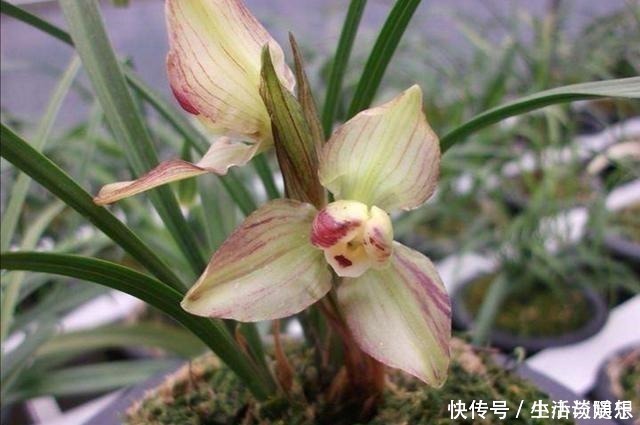 花莛|养兰新手必知,要便兰花多发苗、发壮苗,“这个动作”不可不做!