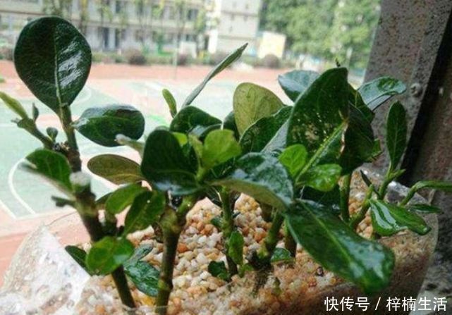 枝条|3种“花”快入盆,一插就活,7天生白根,开花不断,家里飘满香