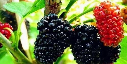 气色|秋天吃了变好的食物，平时多吃，皮肤变好，气色好了，人人说好