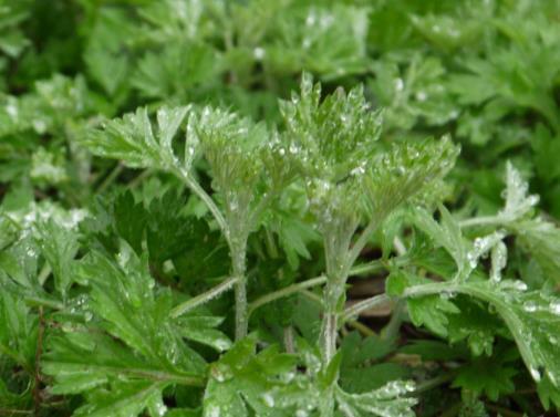 香味|这4种蚊虫最“讨厌”的绿植,家里摆几盆,保证蚊虫不敢来骚扰