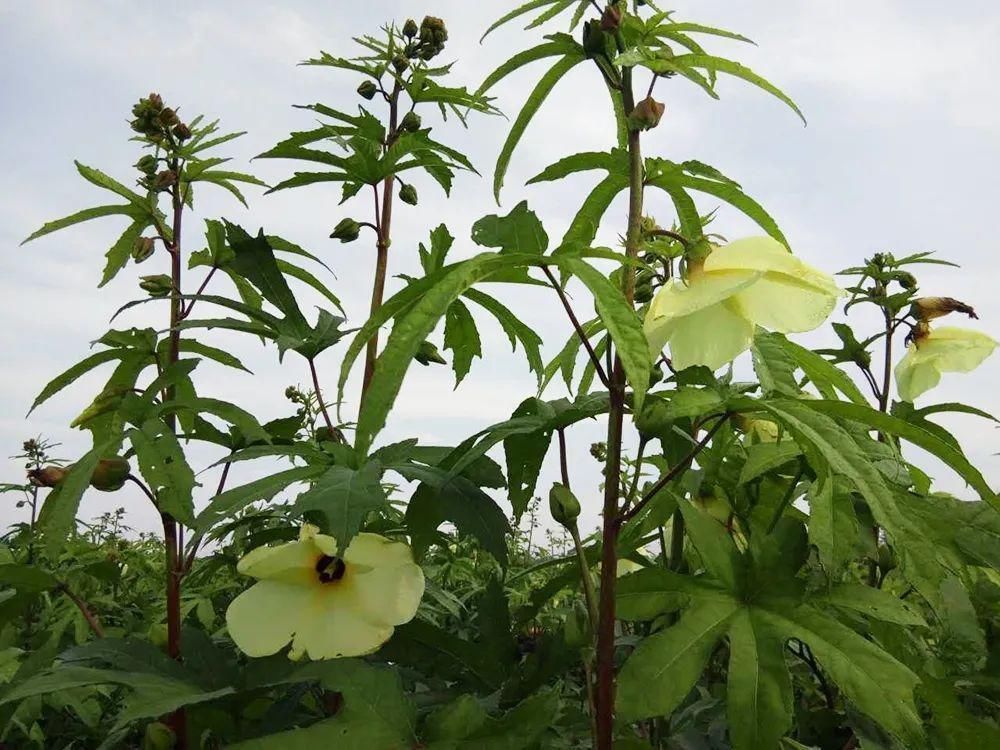 曾被认定早已灭绝,“死而复活”之后,却成了餐桌上一道小菜