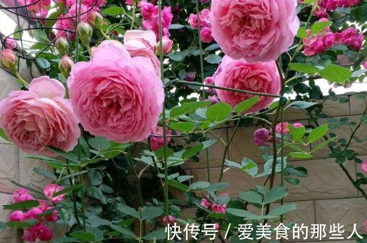 3种花现在扦插正合适,生根快成活率高,轻松养出一大满盆