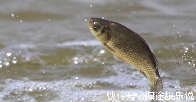 鱼口|钓鱼时,肉眼能看到鱼群,但它们为什么就不上钩?真正原因竟是它