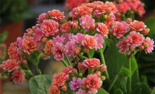 4月长寿花开败后,满足一个条件,憋出满盆花