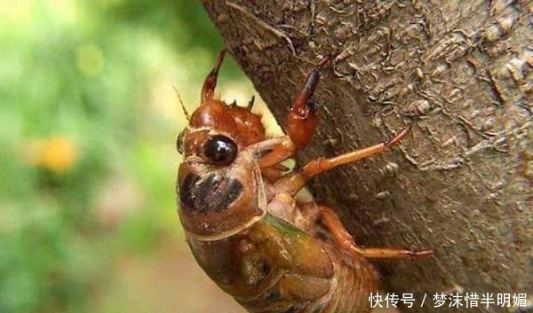 “知了猴”真是营养美食吗为什么树洞里的蚂蚁不吃“知了猴”