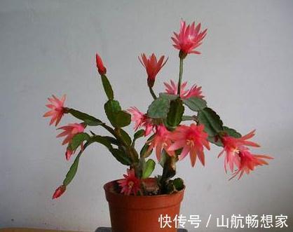 室内养盆“大荷花”，一盆胜过10盆，花朵大又艳，花开四季拉不