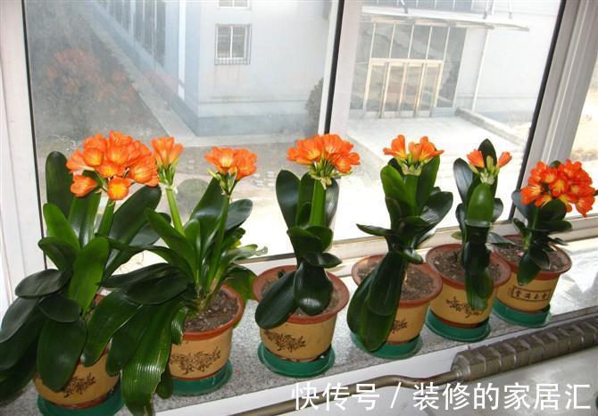 花卉|适合穷养的“5种花”，用小盆，少管一些更利于生长和开花