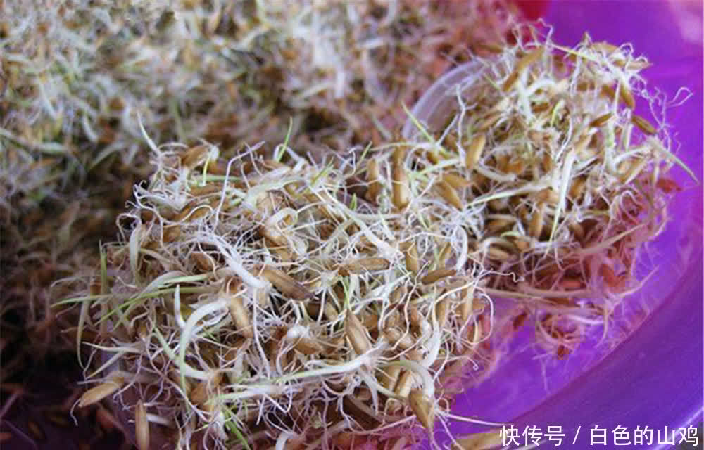 雨生百谷,谷雨过后钓大鱼,用这些发芽谷物做饵,野钓大鱼有奇效