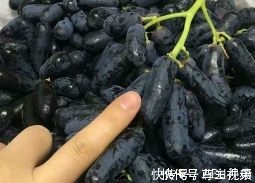 伙伴们|家有院子别空着,此树种几棵,耐寒耐旱,而且吃不完!