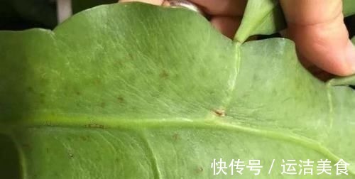 害虫|不想植物烂根、黄叶、招惹害虫,就将这2厨房调料捣碎养花!