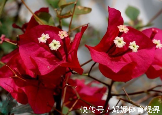 几种花,开花漂亮又好养,越旺开花越多,花开满盆