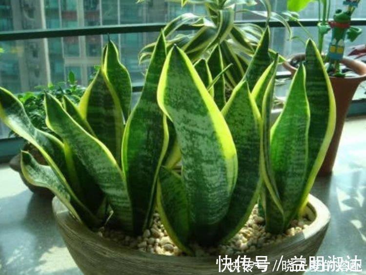 植物|家养这些植物，改善睡眠质量，一觉睡到天亮，还好养