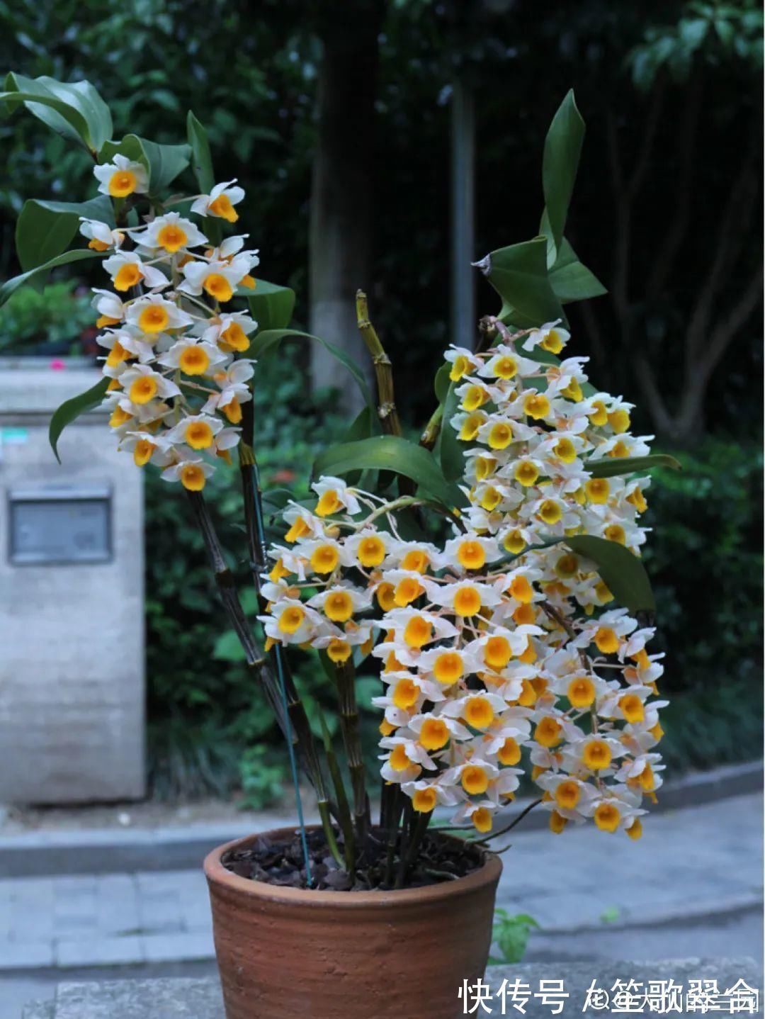 叶片|人养花,花也养人,家里养这10种花,越养越健康