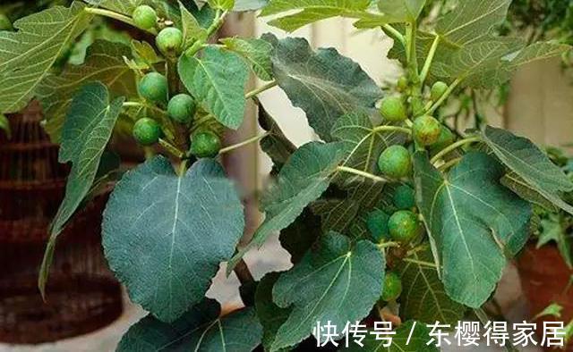 驱蚊草|家里的这些角落里，适合摆放哪些植物？建议收藏！