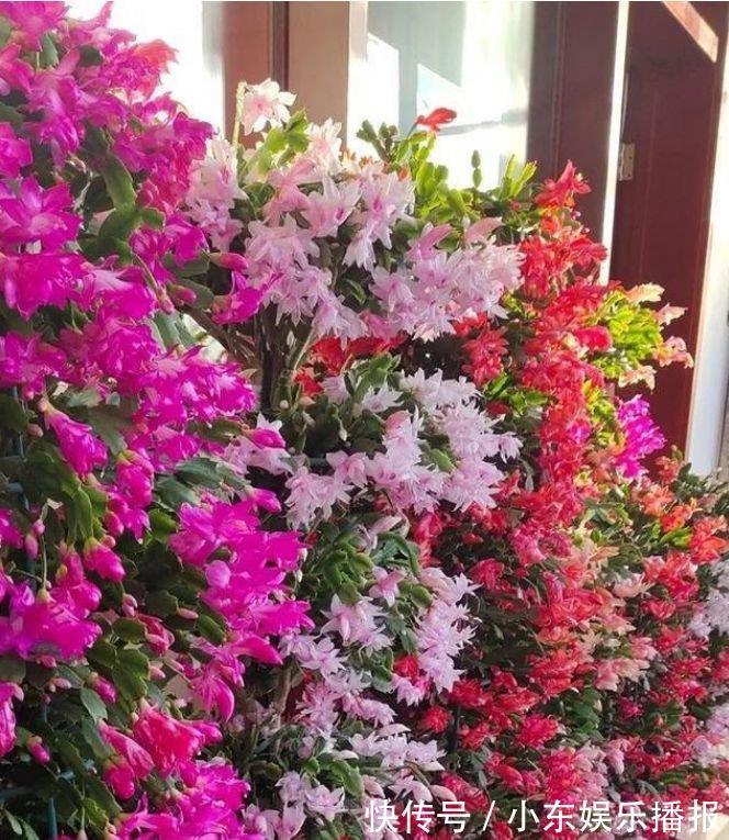 福旺运旺财|4种花养家里，福旺运旺财更旺，比牡丹还美，年年开花美翻