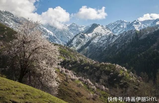 伊犁阿吾赞沟的野杏花