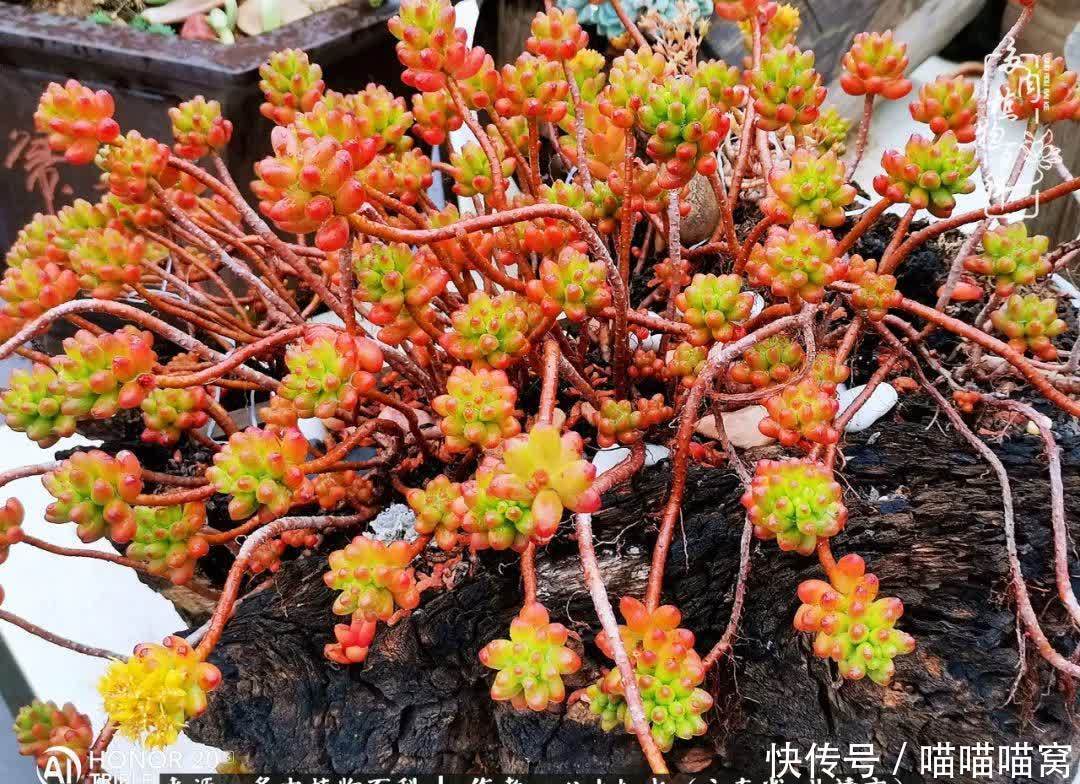 多肉|你是爱,是暖,是希望,你是人间四月天!